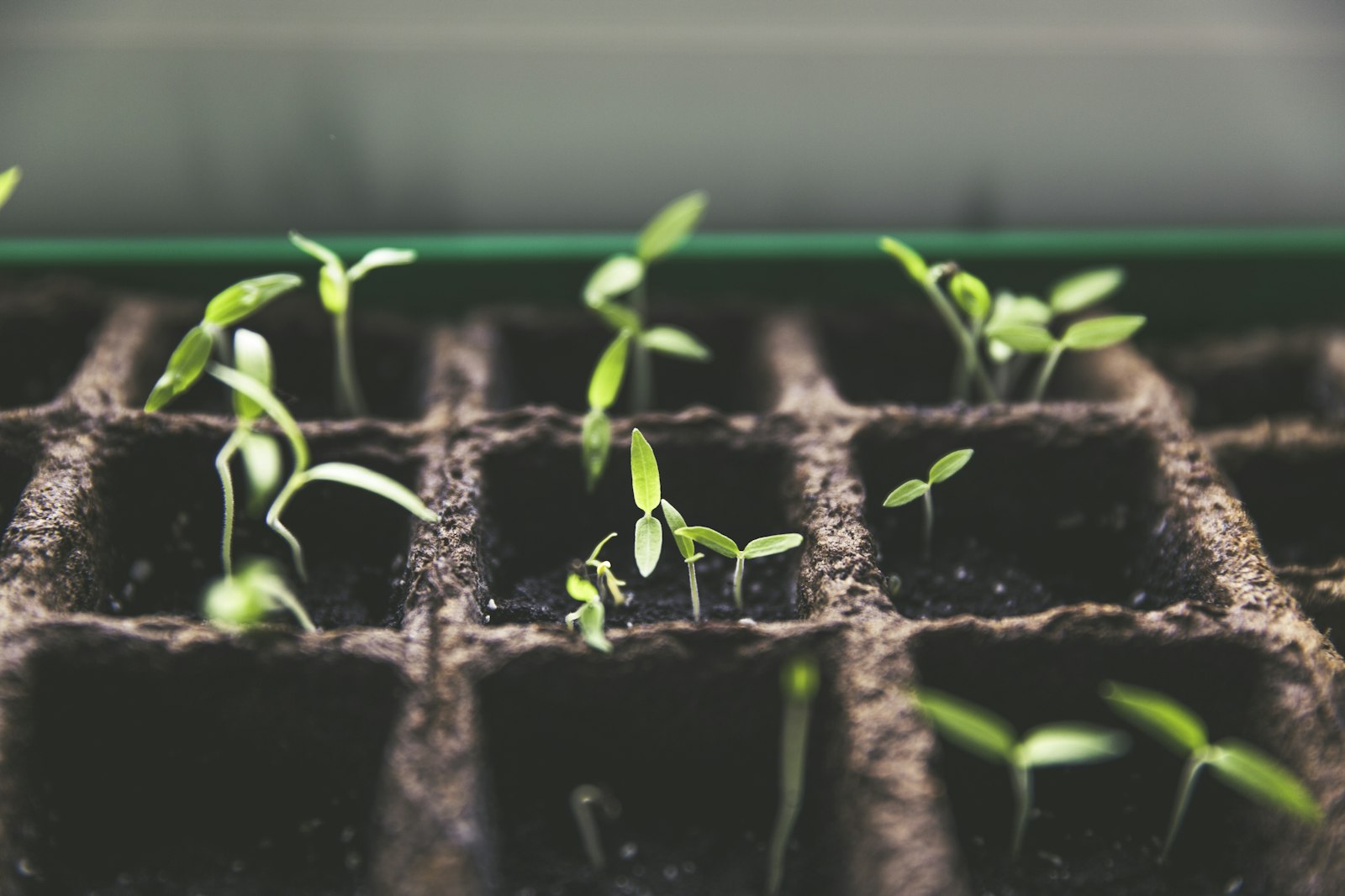 Seedlings in nature